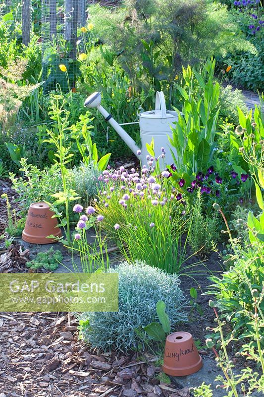 Herb garden with curry plant, chives, fennel, Helichrysum italicum, Allium schoenoprasum, Foeniculum vulgare 
