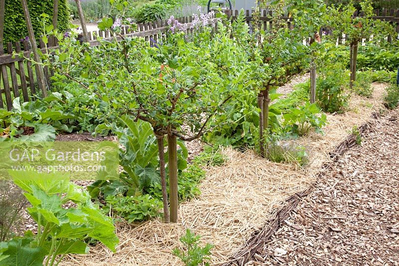 Gooseberry standard tree with straw mulch, Ribes uva-crispa Remarka, Ribes uva-crispa Reverta 