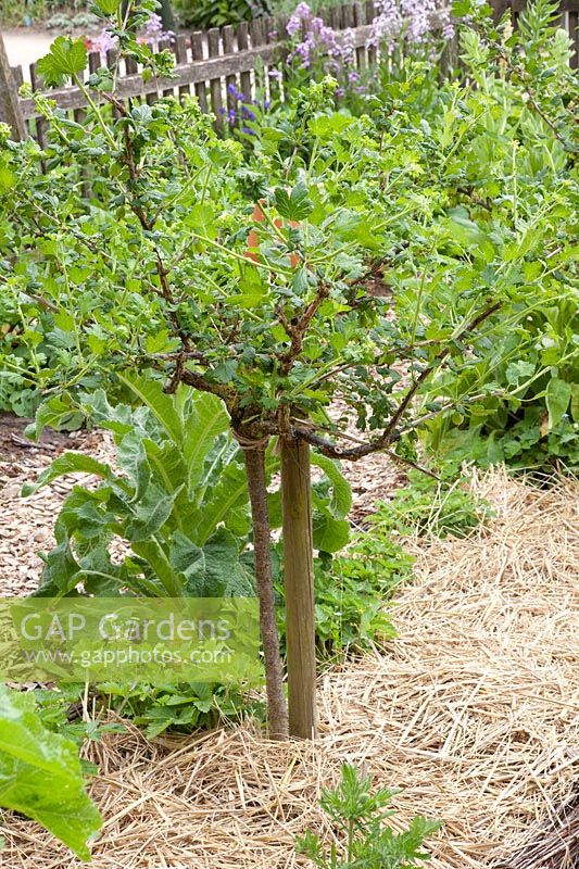 Gooseberry standard tree with straw mulch, Ribes uva-crispa Remarka 