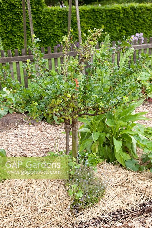Gooseberry standard tree with straw mulch, Ribes uva-crispa Reverta 