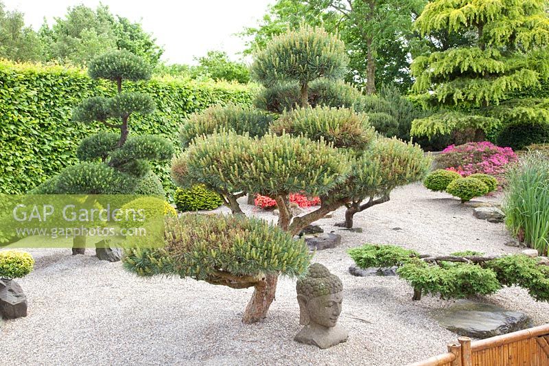 Niwaki topiary for pine, Pinus 