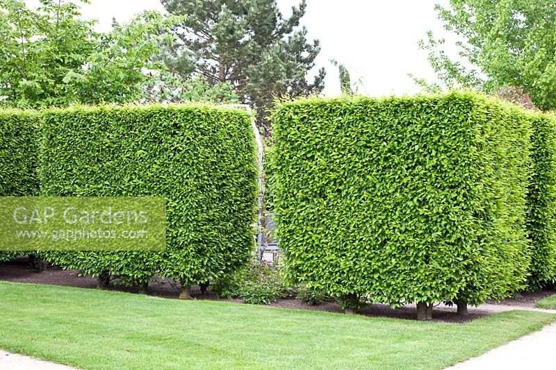 Hedge blocks made of common beech, Fagus sylvatica 