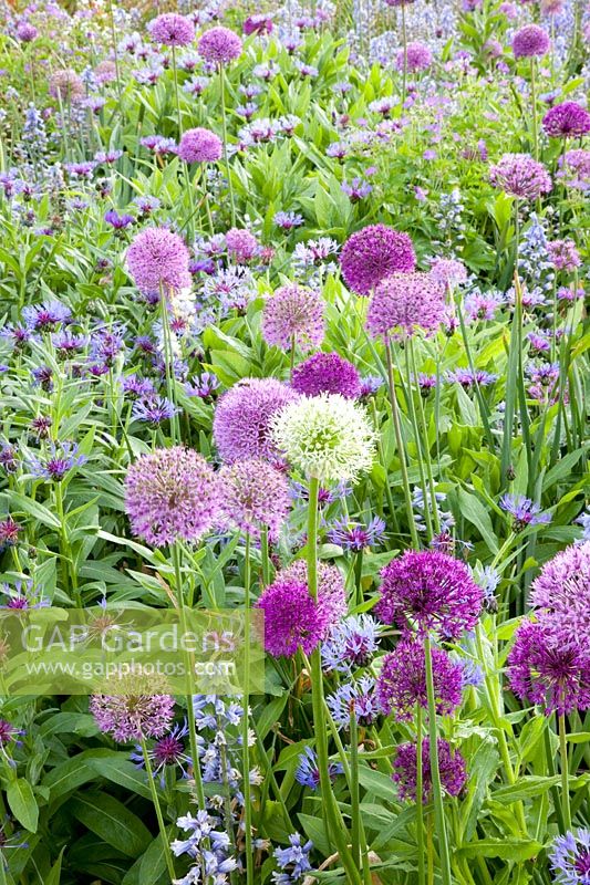 Bed with ornamental onion, bluebell, cornflower, Allium aflatunense, Hyacinthoides hispanica Excelsior, Centaurea montana 