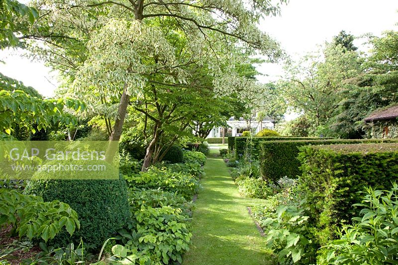 Path lined with trees in the garden 