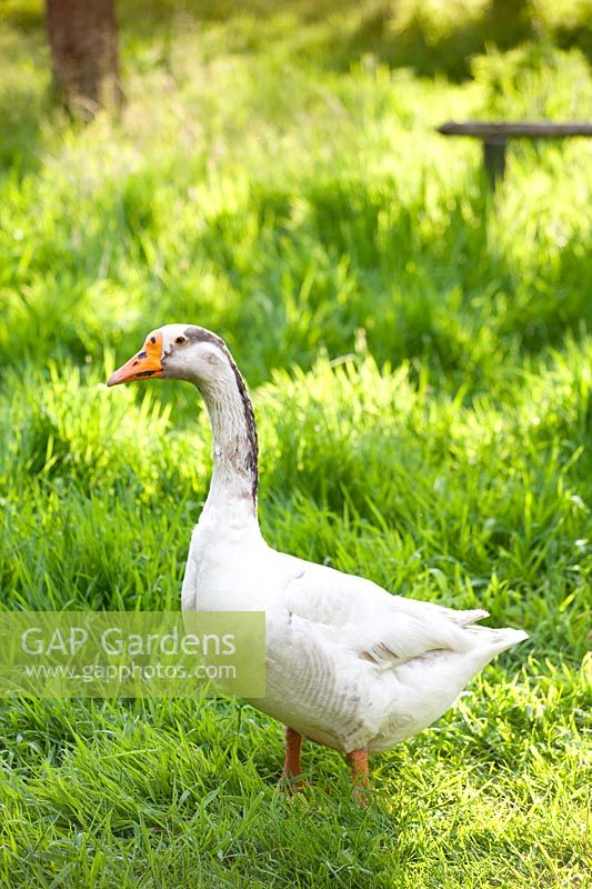 Goose in the garden 