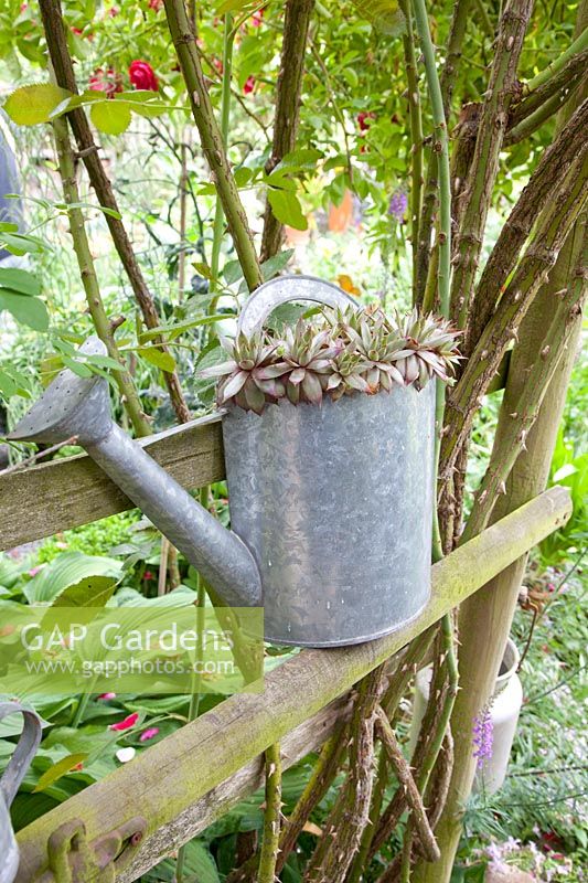 Watering can planted with Sempervivum 