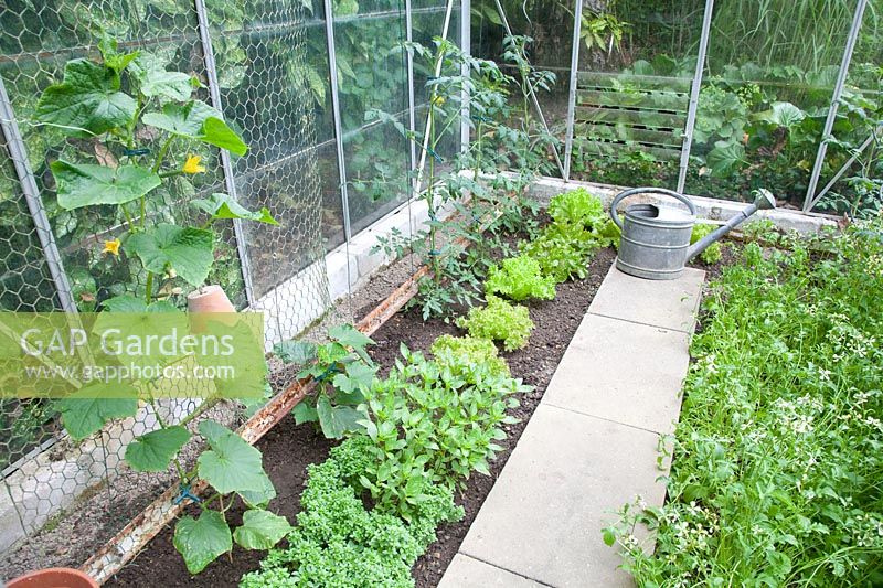 Greenhouse with lettuce, cucumbers and rocket 