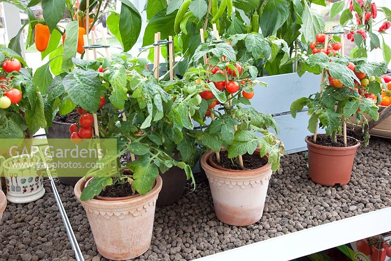 Tomatoes and peppers in pots, Solanum lycopersicum, Capsicum annuum 