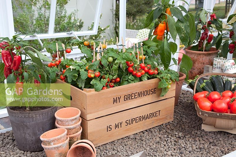 Tomatoes and peppers in pots, Solanum lycopersicum, Capsicum annuum 