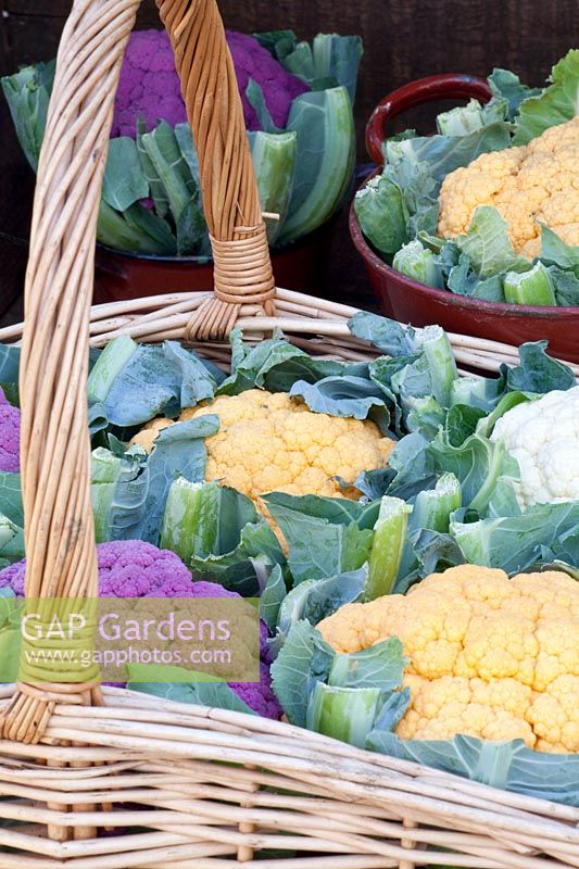 Different colored cauliflower in a basket 