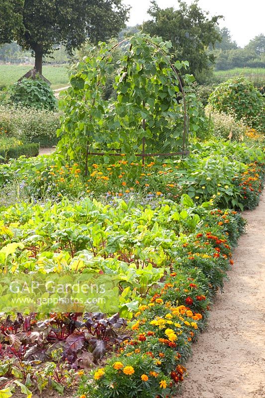 Vegetable garden with beetroot, Beta vulgaris, Phaseolus vulgaris Blaue Hilde 