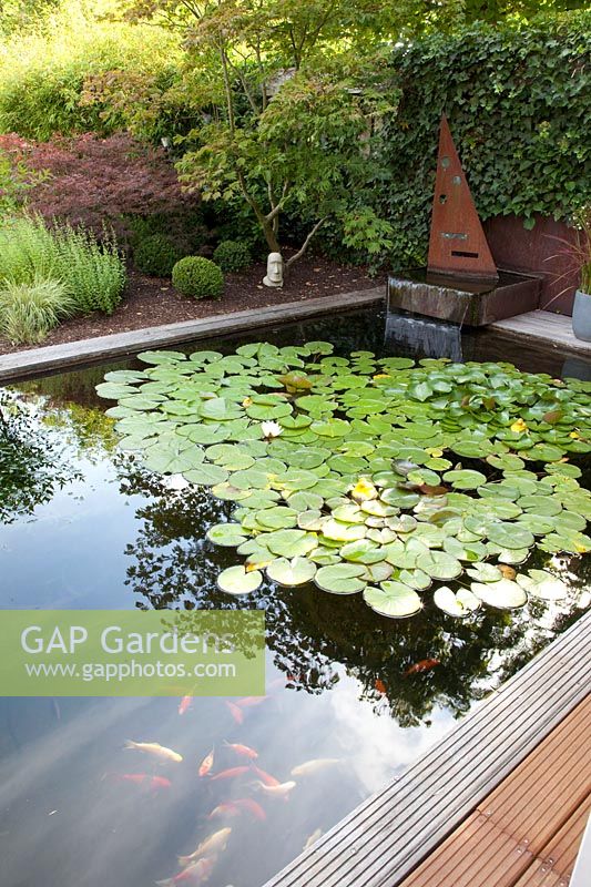 Water basin with water lilies and koi carp, Nymphaea 