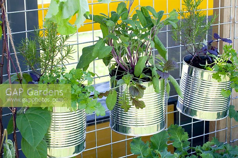 Herbs in tin cans 