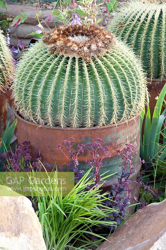 Portrait cactus in an old barrel, Echinocactus grusonii 
