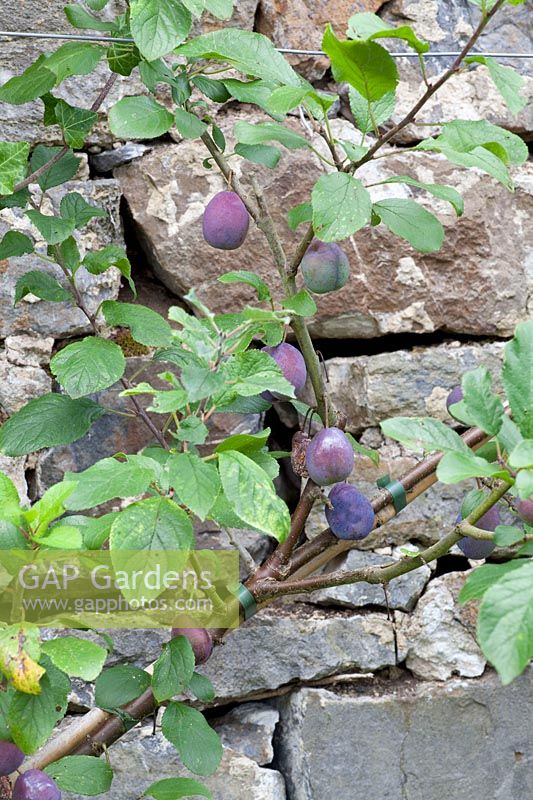 Plum espalier, Prunus domestica 