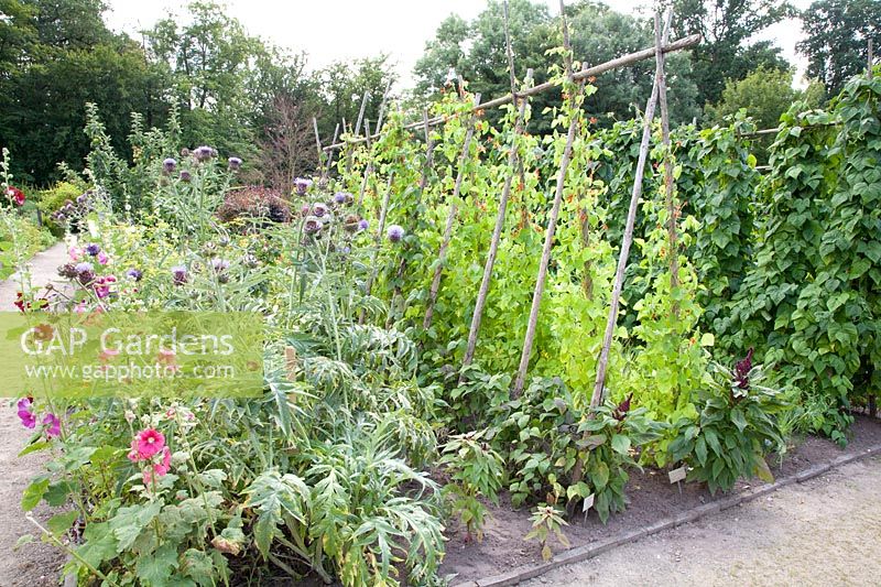 View of a vegetable garden 