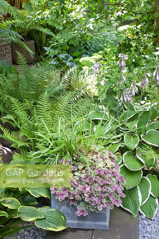 Shade bed with hosta, ferns and Ajuga reptans Burgundy Glow in a pot 