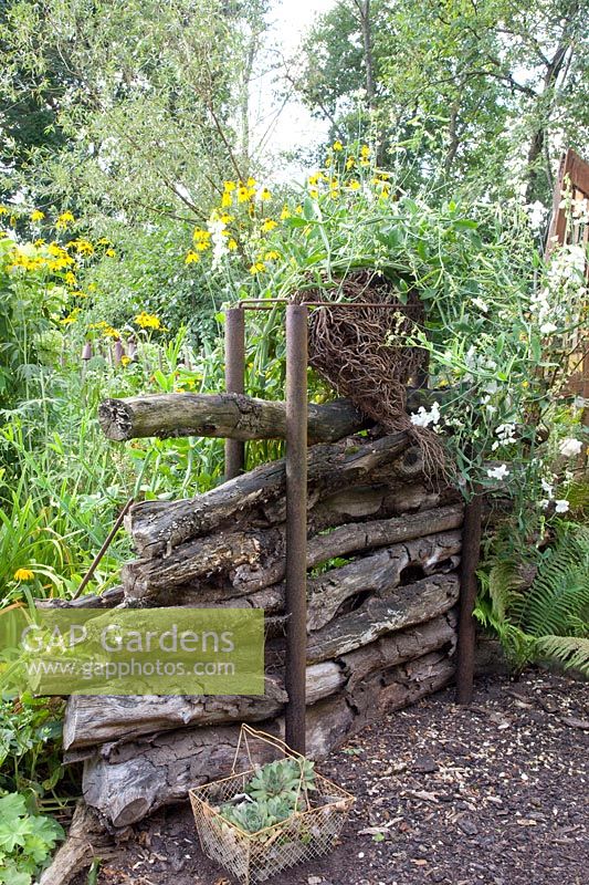 Deadwood pile in the country garden with sweet peas, Lathyrus odoratus 