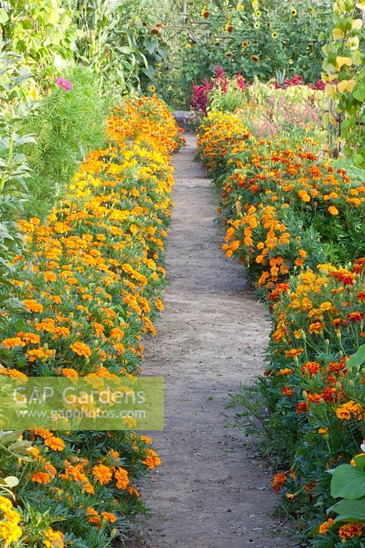 Marigolds as bed edging, Tagetes patula 