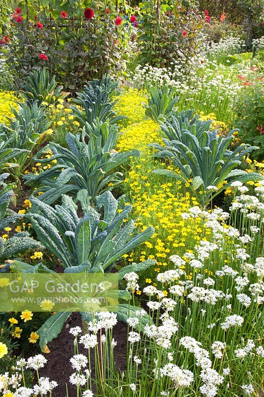 Cottage garden in late summer with palm cabbage, marigolds and chives 