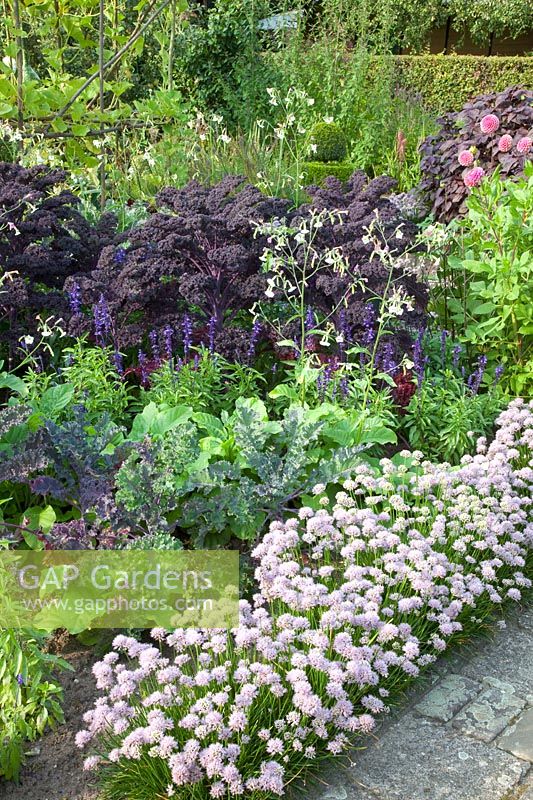 Cottage garden in late summer with kale and wild garlic as border, Brassica oleracea Redbor, Allium senescens 