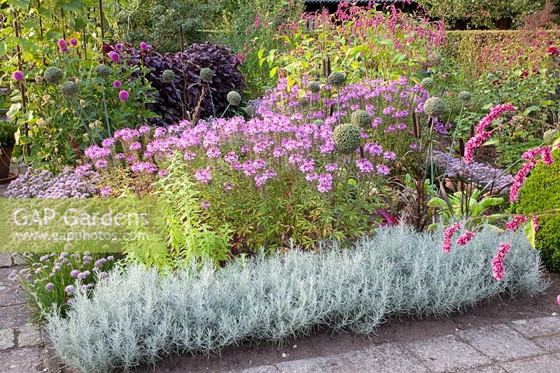 Cottage garden in late summer, Cleome Senorita Rosalita, Allium senescens, Persicaria orientalis, Helichrysum italicum 