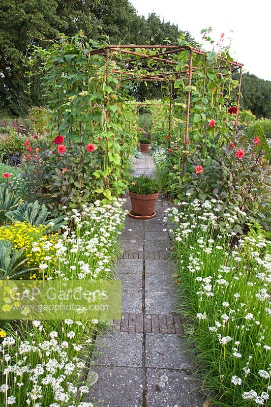 Cottage garden in late summer with runner beans on the trellis, Phaseolus vulgaris 