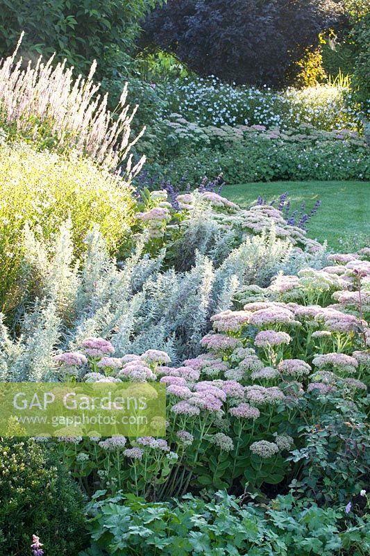Perennial bed in late summer with Sedum Herbstfreude, Artemisia ludoviciana Silver Queen, Persicaria amplexicaulis Rosea, Kalimeris incisa, Geranium Dreamland 