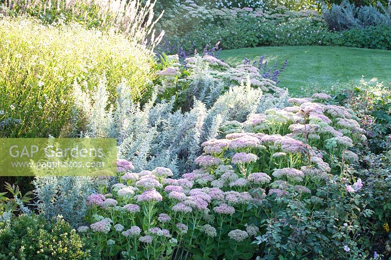 Perennial bed in late summer with Sedum Herbstfreude, Artemisia ludoviciana Silver Queen, Kalimeris incisa 
