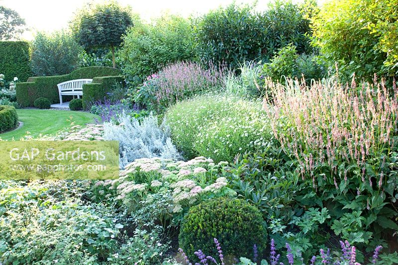 Perennial bed in late summer with Thuja hedges and perennial bed with Sedum Herbstfreude, Artemisia ludoviciana Silver Queen, Persicaria amplexicaulis Rosea 