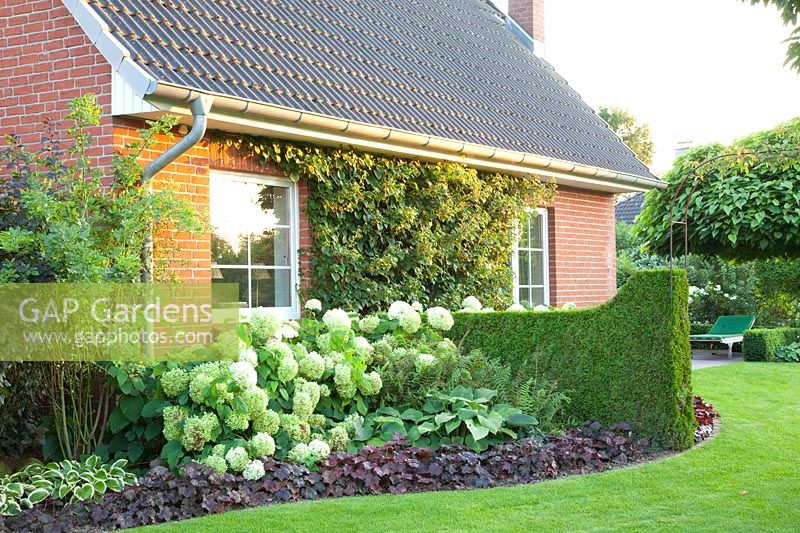 Bed at the house with Hydrangea arborescens Annabelle and Heuchera 