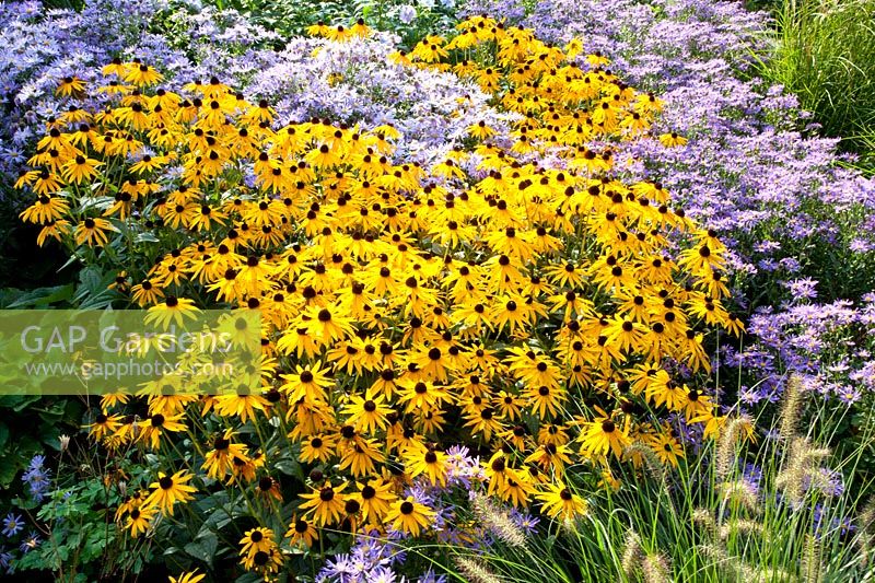 Prairie bed with coneflower and mountain aster, Rudbeckia fulgida Goldsturm, Aster amellus 