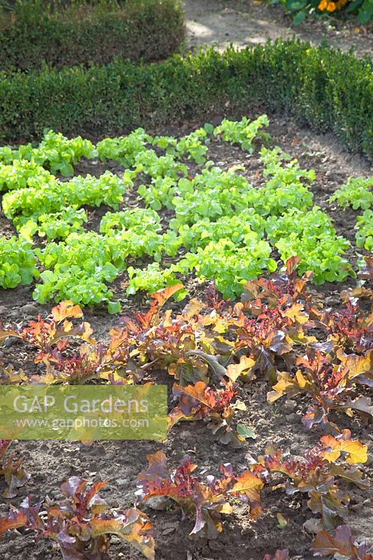 Freshly planted lettuce, Lactuca sativa 