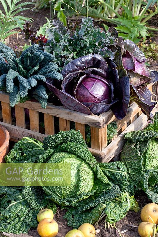 Still life cabbage harvest, Brassica oleracea 