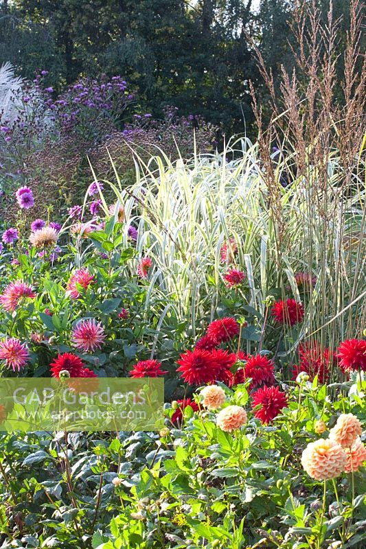 Bed with dahlias and Miscanthus sinensis Variegatus 