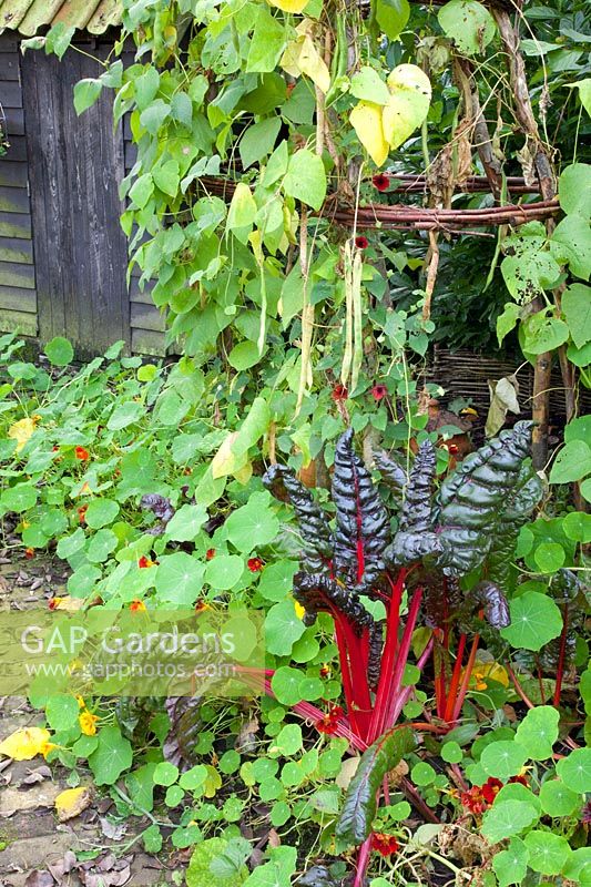 Vegetable garden in autumn, Beta vulgaris, Phaseolus vulgaris 
