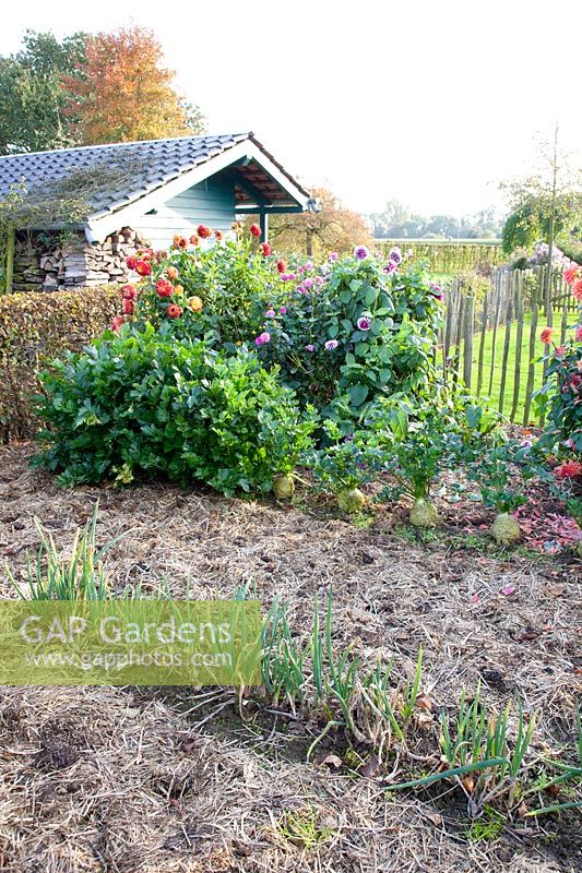 Autumn vegetable garden with dahlias, onions and celeriac, Apium graveolens, Allium cepa 