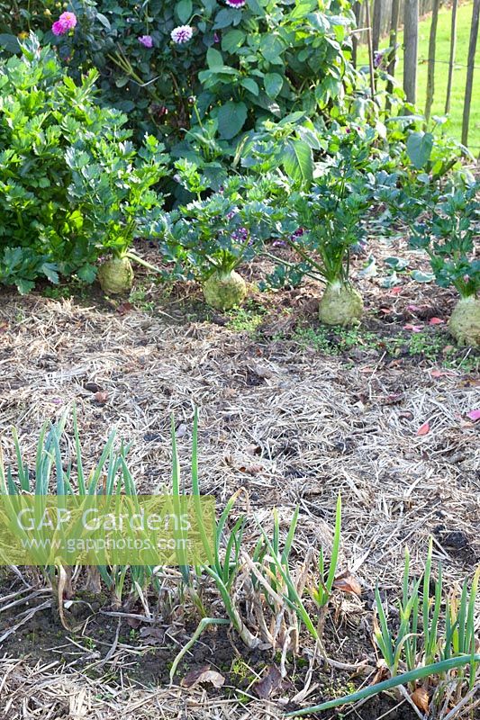 Autumn vegetable garden with onions and celeriac, Allium cepa, Apium graveolens 
