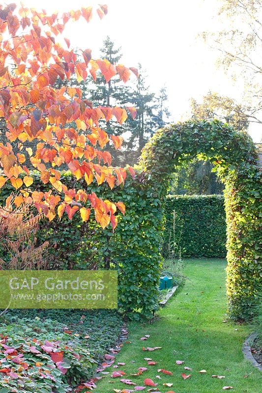 Hedge arch made of copper beech with Judas tree, Fagus sylvatica, Cercis canadensis Forest Pansy 