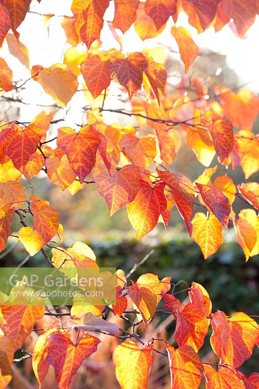 Autumn leaves of the Judas tree, Cercis canadensis Forest Pansy 