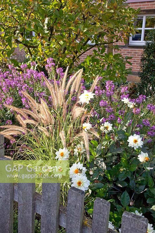 Front garden with fountain grass, spider plant and dahlias, Pennisetum setaceum Rubrum, Cleome Senorita Rosalita, Dahlia Classic Swanlake 