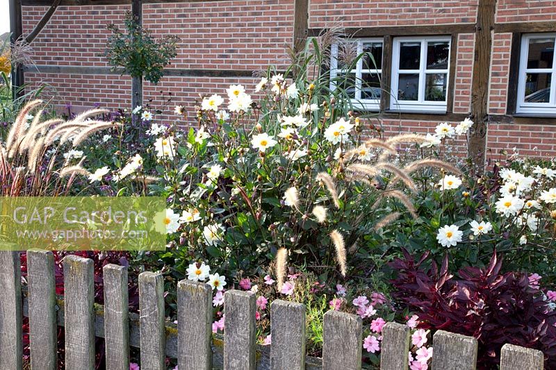 Front garden with fountain grass and dahlias, Pennisetum setaceum Rubrum, Dahlia Classic Swanlake 