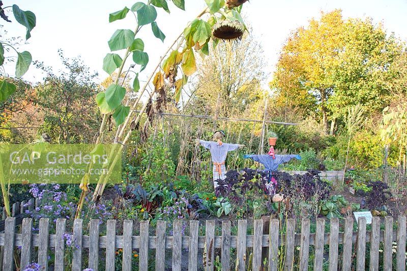 Vegetable garden in autumn with giant sunflower, Helianthus annuus 