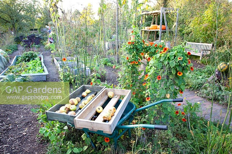 Vegetable garden in autumn and wheelbarrow with apples, Malus domestica Prinz Albrecht von Preußen 