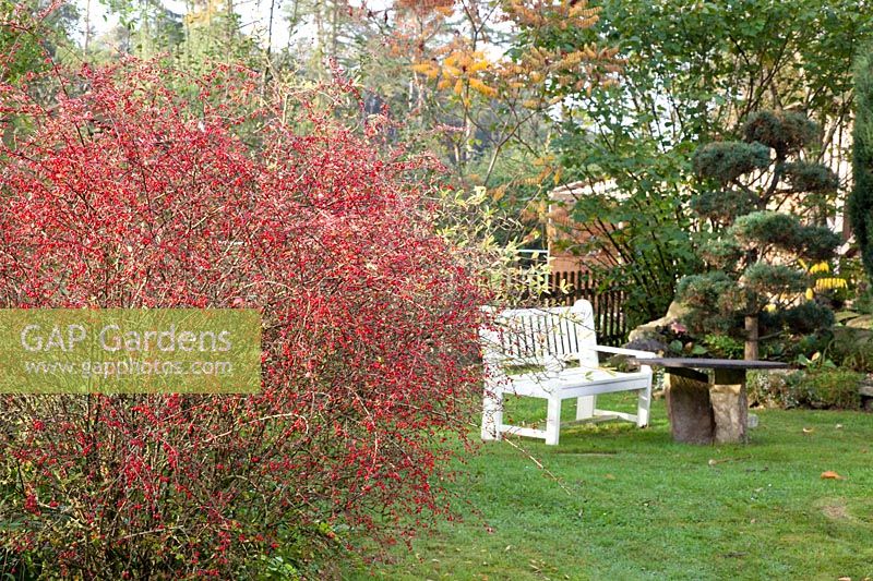 Country garden with seating area in October, Berberis thunbergii Rose Glow 