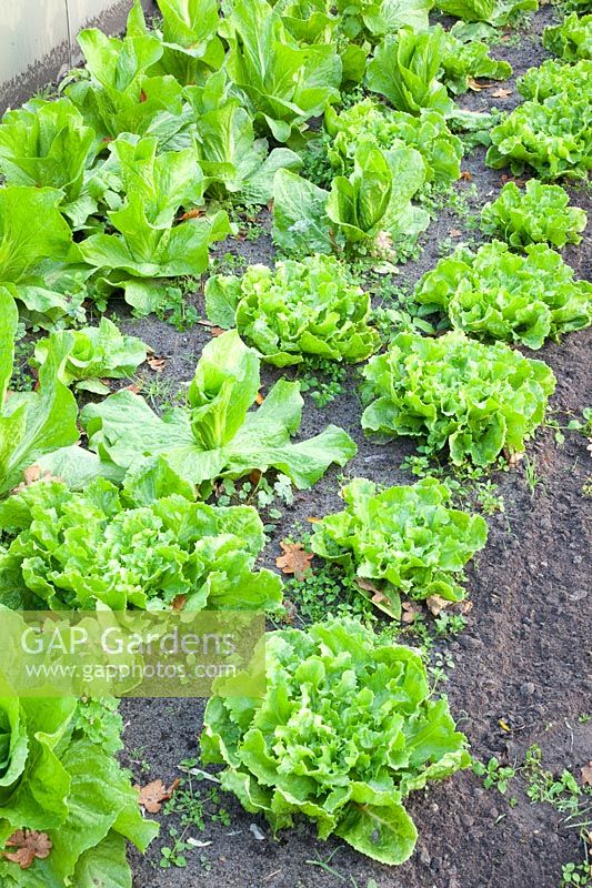 Bed in October with endive and sugarloaf lettuce, Cichorium endivia, Cichorium intybus 