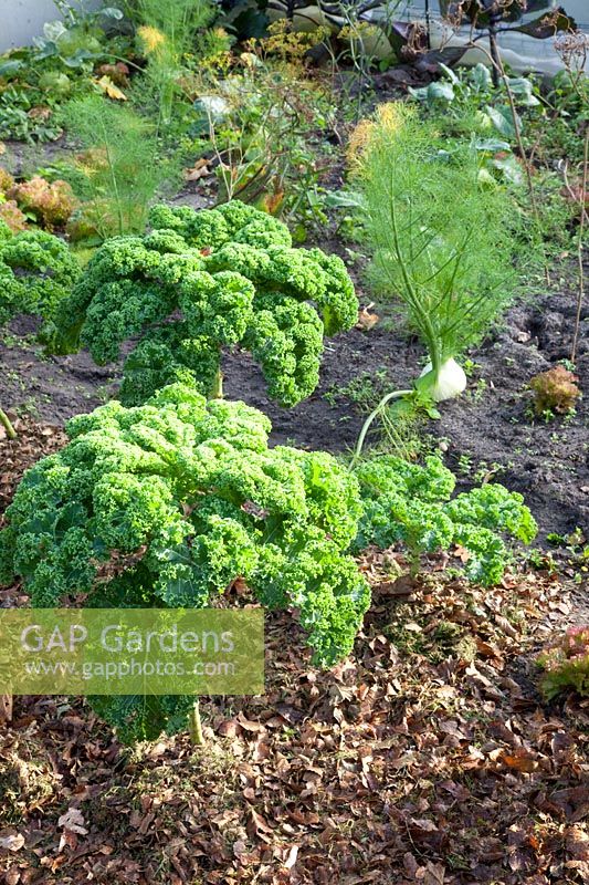 Kale and bulb fennel, Brassica oleracea, Foeniculum vulgare 