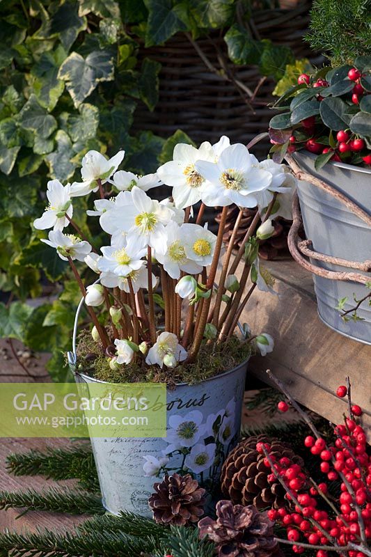Pot with Christmas rose, Helleborus niger White Christmas 