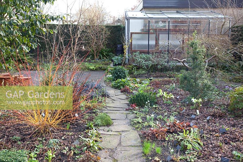 Garden in February, Cornus sanguinea Winter Beauty 