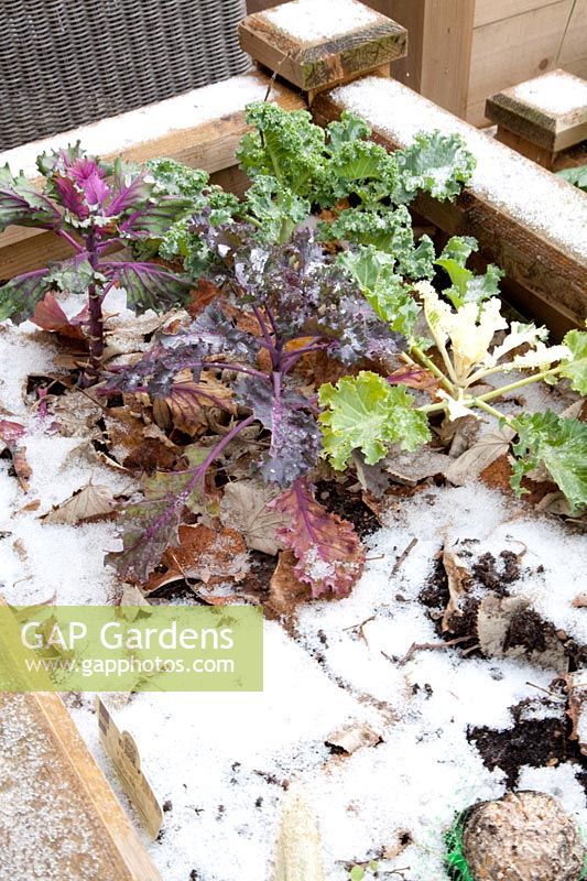 Raised bed in winter with snow 